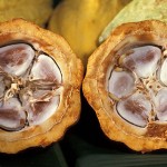 Historia del chocolate – La primera barra de chocolate