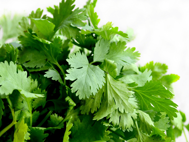 Cilantro